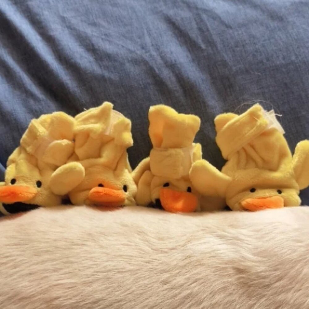 Duck Pet Slippers New In Box
